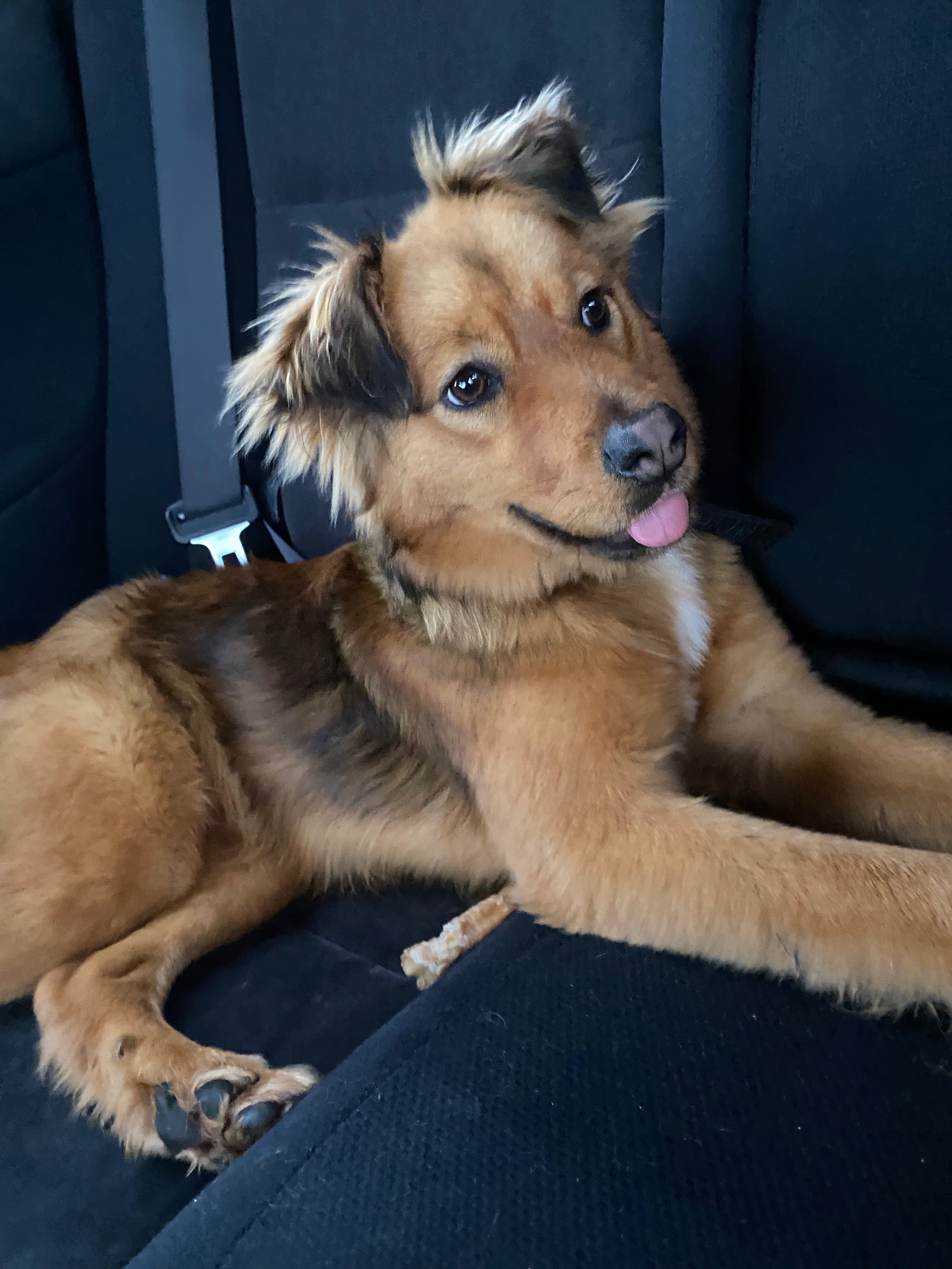 Meet Honey