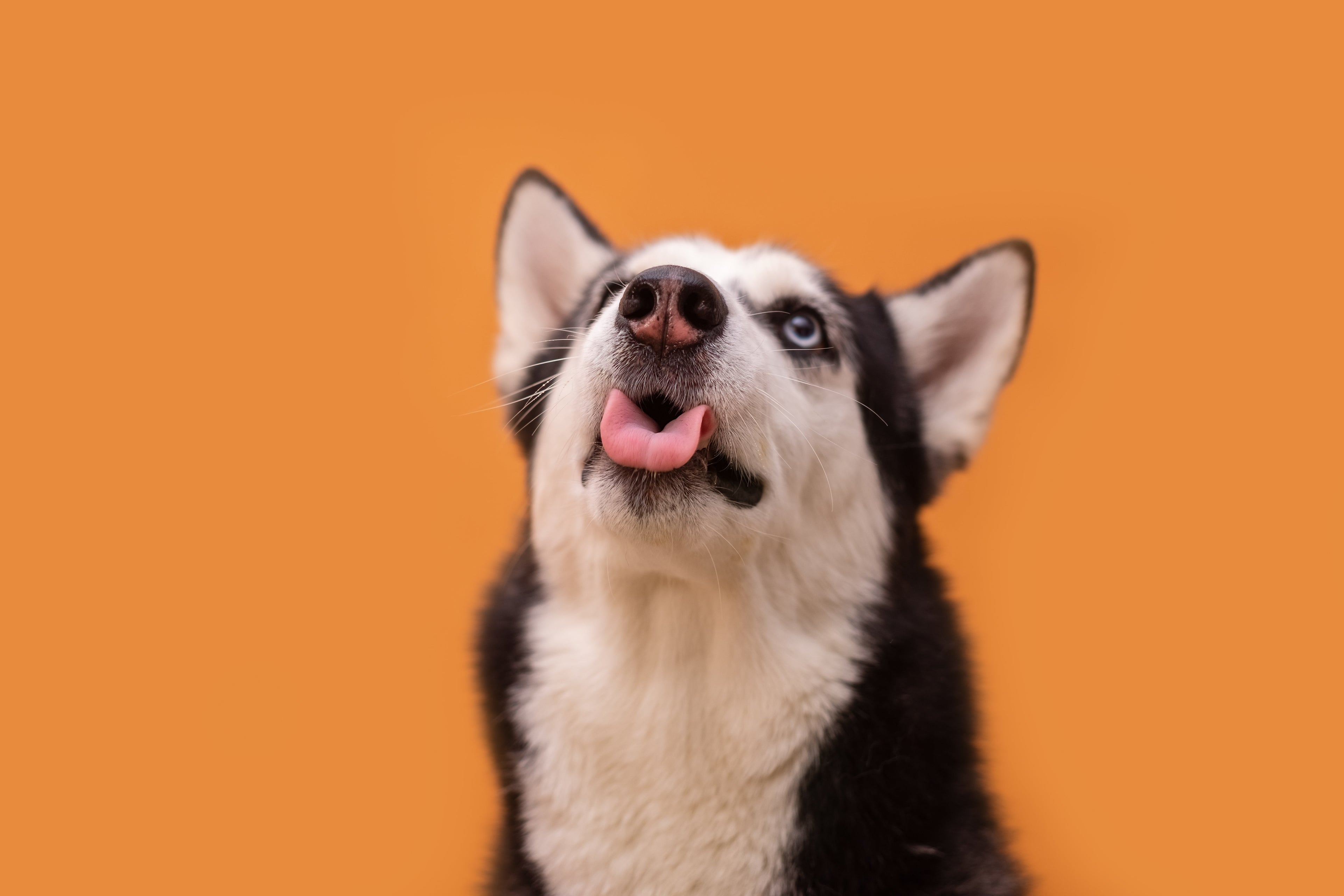 Customisable Add-Ons & Extras