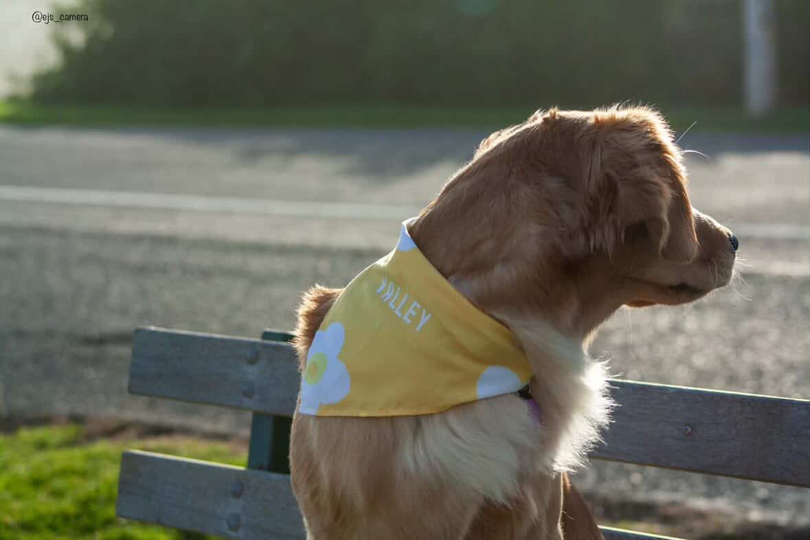 Customised Name Mystery Dog Bandana