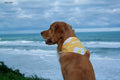 Customised Name Mystery Dog Bandana