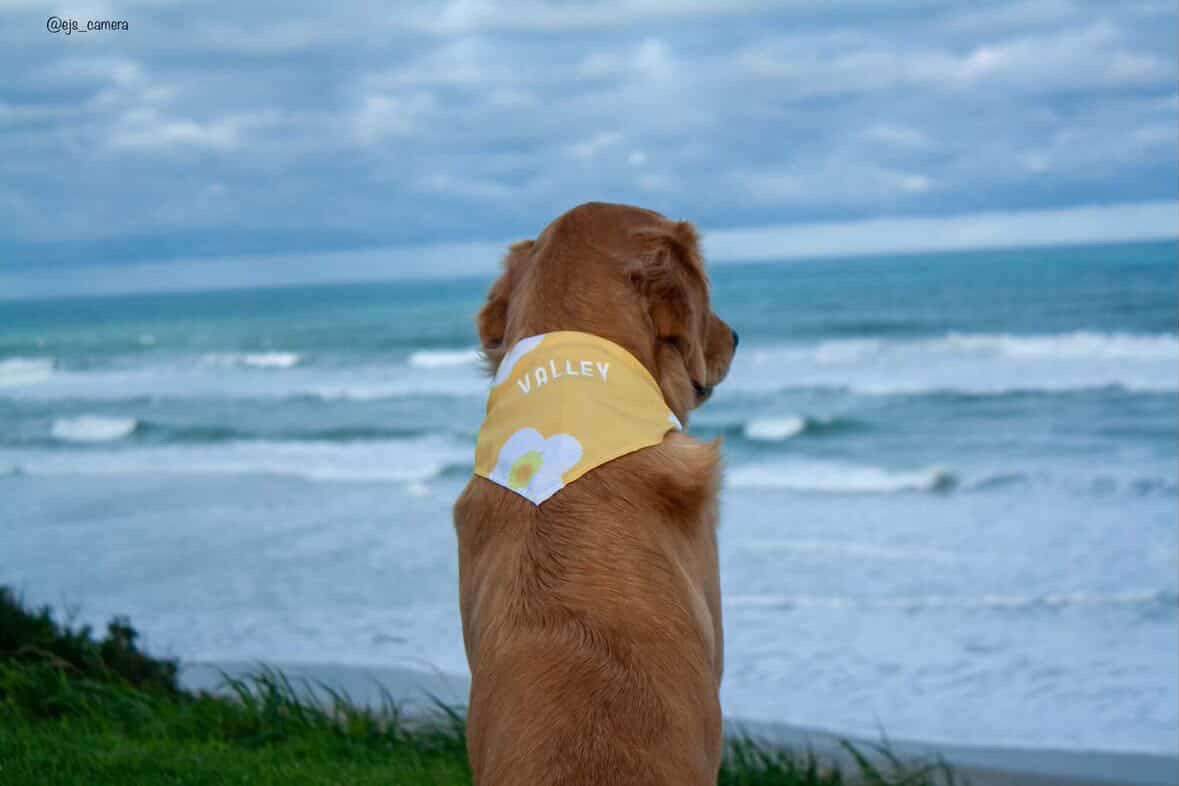 Customised Name Mystery Dog Bandana